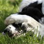 Kodiak's Avatar