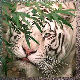 Liesjegirl9's Avatar