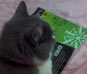 LiterateCat's Avatar