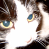 Tiinii's Avatar