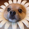 vhanster's Avatar