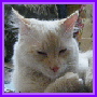 Burnt_Kitty's Avatar