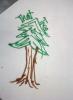 treegirl17's Avatar