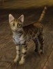medieval_simmer's Avatar